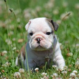 Goomba - Red brindle and white male Bulldog puppy in Fleetwood, Pennsylvania from D and D Bulldogs
