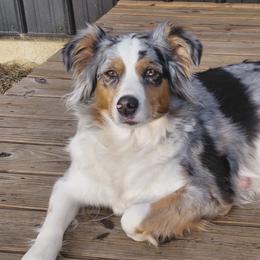 Cheyenne - Australian Shepherd