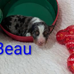 Beau - Blue merle male Australian Shepherd puppy in Parker, Colorado from Legacy Ranch Australian Shepherds