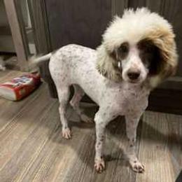 Theo - Poodle