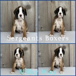 Milky Way - Fawn male Boxer puppy in Madisonville, Texas from Sergeant's Boxers