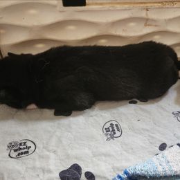 Siberian Husky Puppies from Spirit of the Moon Siberians