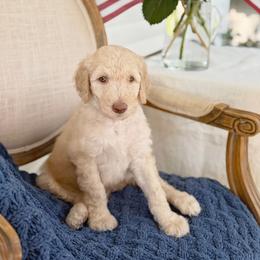 George - Cream male Goldendoodle puppy in Nashville, Tennessee from Hilton Doodles