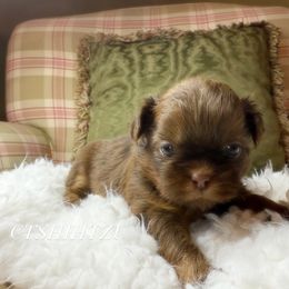 Princess B - Liver female Shih Tzu puppy in Xenia, Ohio from Crown & Tress Shih Tzu