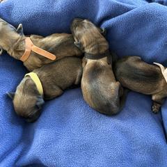 Girl 4 - Tawny Briard puppy in Spring Grove, Pennsylvania from Briards De Bejaune