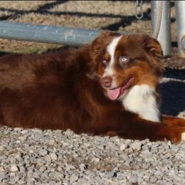 Hippie - Toy Australian Shepherd
