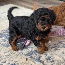 Daisy - Sable female Aussiedoodle puppy in Deer Park, Washington from Doodle Paw Ranch
