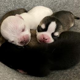 Chihuahua Puppies from Stardom Chihuahuas