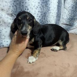 1 Buzzie - Black and cream male Dachshund puppy in Central Point, Oregon from MRS Long Dog Ranch