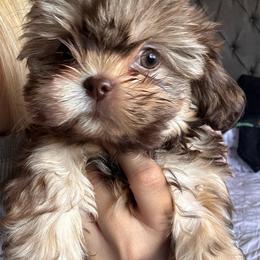 Bella - Chocolate female Shih Tzu puppy in Azusa, California from RJ Shih Tzu lover