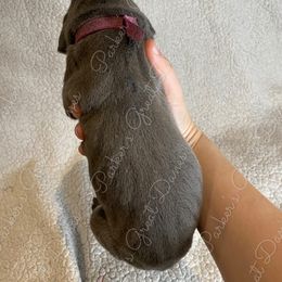 Great Dane Puppies from Parker's Great Danes