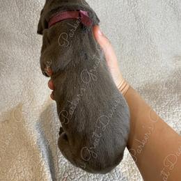 Great Dane Puppies from Parker's Great Danes