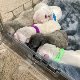 French Bulldog puppies from Home Grown Frenchies