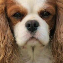 Cavalier King Charles Spaniels from Gillcrest Cavaliers