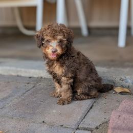 Billet - Sable male Poodle puppy in Laveen, Arizona from Neely Family Poodles