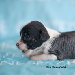 Chinese Crested Puppies from Qilin Chinese Crested