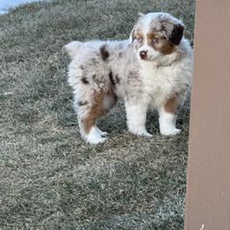 Miniature Australian Shepherd Puppies from Mid-Plains Mini Aussies