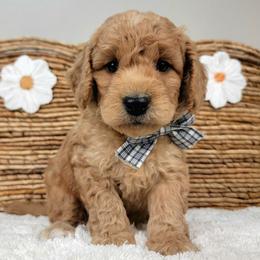 Churro - Apricot male Goldendoodle puppy in Temecula, California from Oodles O'Doodles