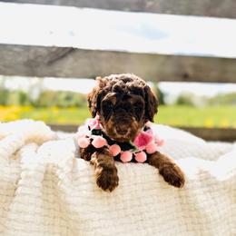 Truffle - Tri-color female Labradoodle puppy in Elizabethtown, Kentucky from Reddy Poodles & Doodles