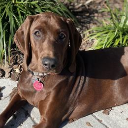 Penny - Redbone Coonhound