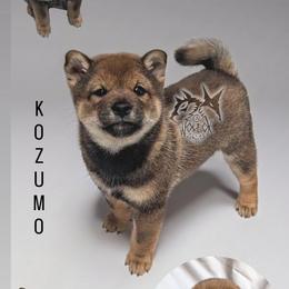 Kozumo - Sesame male Shiba Inu puppy in California from WOLFOX shiba inu