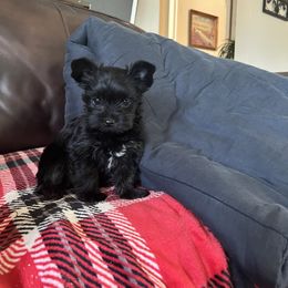 Yorkshire Terrier Puppies from Debbie’s Little Yorkies
