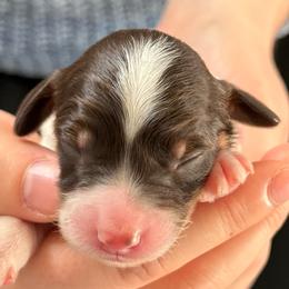 Miss Pink - Tri-color female Cavapoo puppy in Norton Shores, Michigan from Dune Pack Doodles and Poodles