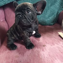 French Bulldog Puppies from Hammar French Bulldogs