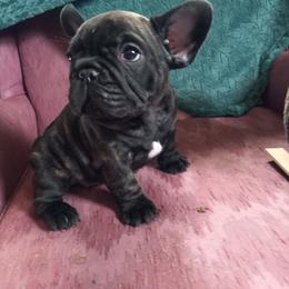 French Bulldog Puppies from Hammar French Bulldogs