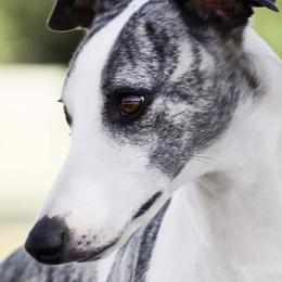 Whippets from Disa & SkylineWhippets