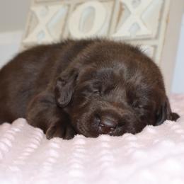 Mercy - Chocolate female Labrador Retriever puppy in Camden, Indiana from Camden's Caring Canines