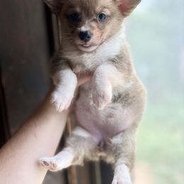 Sable girl 2 - Sable and white female American Corgi puppy in Clinton, Tennessee from High Hopes Hounds