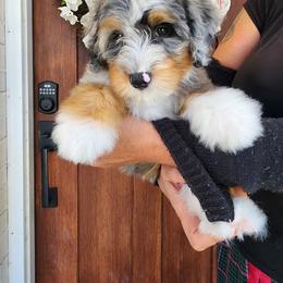 Gucci - Blue merle female Bernedoodle puppy in Dothan, Alabama from Farquharson's Poodles&Doodles