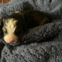 Yellow - Black rust and white female Bernese Mountain Dog puppy in North Grove, Indiana from J&F Country Canines