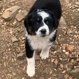 Australian Shepherd Puppies from IQ Farms Australian Shepherds