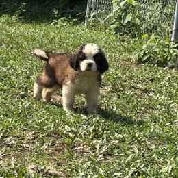 Dove - Brown and white female Saint Bernard puppy in Warrensburg, Missouri from Hirt House Saints