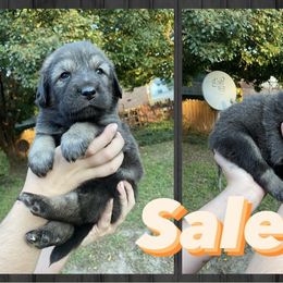 Neapolitan Mastiff and Tibetan Mastiff Puppies from Carolina Coastal Mastinos