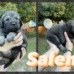 Neapolitan Mastiff and Tibetan Mastiff Puppies from Carolina Coastal Mastinos