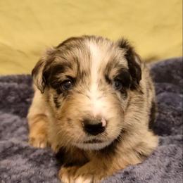 Ridge - Blue merle male Australian Shepherd puppy in Lubbock, Texas from Barn Raised Aussies