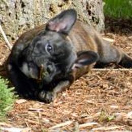 Bulldogs and French Bulldogs from Jagster’s Bulldogs