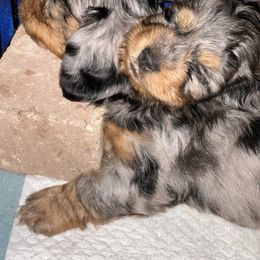 " Delightful little Dapple’s!" Dachshund Puppies from North Florida Delightful Dachshunds