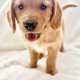 Companion Cross Puppies from Happy Tails Mini Goldens