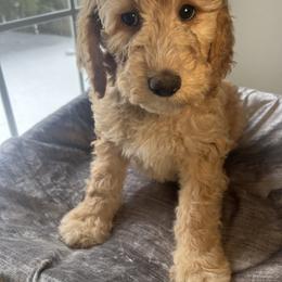 Gloria - Cream female Goldendoodle puppy in Clarksville, Tennessee from Golden Pine Designer Doodles