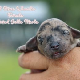 Girl 2 - Merle female Whoodle puppy in Youngstown, Florida from Wonderland’s Boujie Kennels