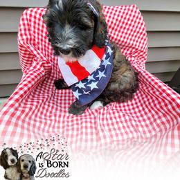 Bernedoodle Puppies from A Star is Born Doodles