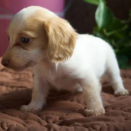 Dolly - Piebald female Dachshund puppy in Midland, Texas from The Barefield Doxies