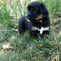 Australian Shepherd and Miniature Australian Shepherd Puppies from Renegade Point Stock Dogs