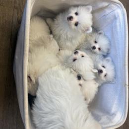 French Bulldog and Pomeranian Puppies from Heartfelt Kennels