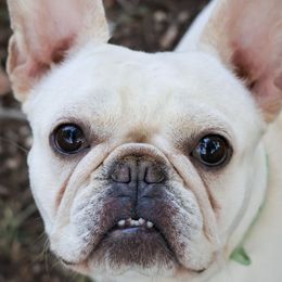 French Bulldogs from BuschBabyBulldogs