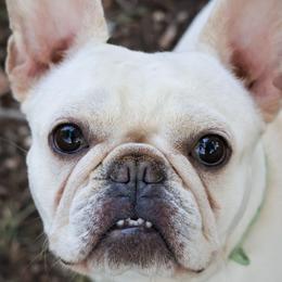 French Bulldogs from BuschBabyBulldogs